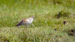 Melanocorypha maxima