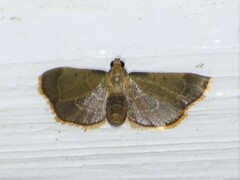 Hypsopygia nostralis