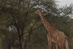 Giraffa camelopardalis tippelskirchi