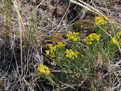 Phyciodes tharos orantain
