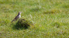 Melanocorypha maxima