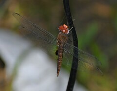 Pantala hymenaea