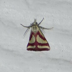 Microtheoris vibicalis