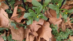 Portulaca oleracea