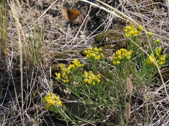 Phyciodes tharos orantain