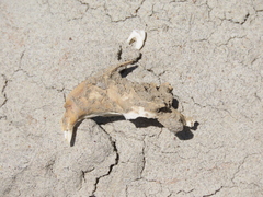 Urocitellus richardsonii