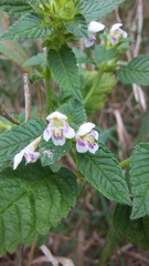 Galeopsis