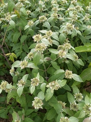Pycnanthemum incanum