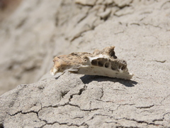 Urocitellus richardsonii