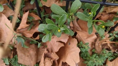 Portulaca oleracea