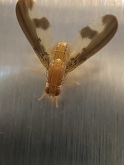 Toxonevra superba