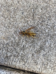 Polistes aurifer
