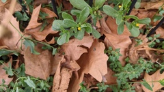 Portulaca oleracea