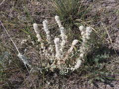 Krascheninnikovia lanata