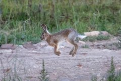 Lepus oiostolus