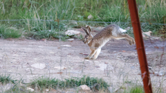 Lepus oiostolus