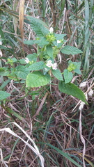 Galeopsis