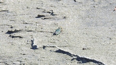 Cicindela oregona