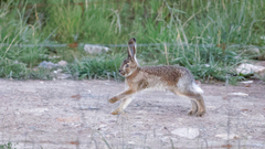 Lepus oiostolus