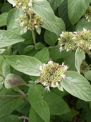 Pycnanthemum incanum