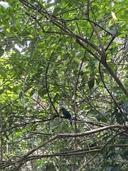 Momotus aequatorialis