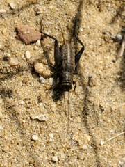 Gryllus pennsylvanicus