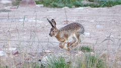 Lepus oiostolus