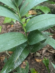 Maianthemum stellatum
