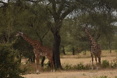 Giraffa camelopardalis tippelskirchi