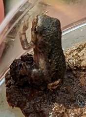 Hyla chrysoscelis