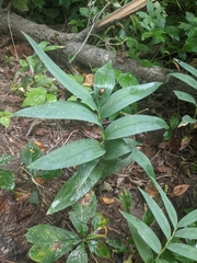 Maianthemum stellatum