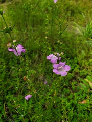 Agalinis purpurea