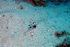 Signigobius biocellatus