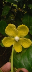 Dillenia suffruticosa