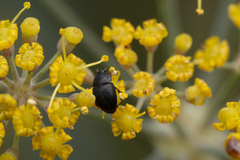 Brassicogethes aeneus
