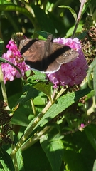Erynnis funeralis