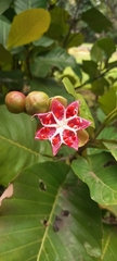 Dillenia suffruticosa