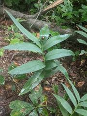 Maianthemum stellatum