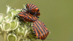 Graphosoma italicum italicum