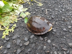 Cuora amboinensis