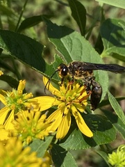 Sphex nudus