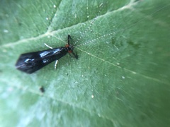 Mystacides azureus