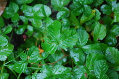 Rubus hispidus