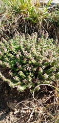 Thymus