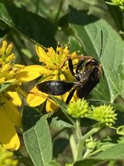Sphex nudus