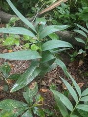 Maianthemum stellatum