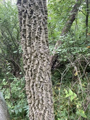 Celtis occidentalis