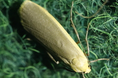 Eilema
