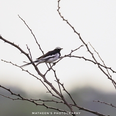 Motacilla maderaspatensis