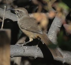 Toxostoma redivivum